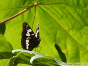 Limenitis lorquini, Lorquin's Admiral