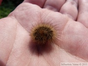 Phragmatobia fuliginosa, l'Écaille cramoisie, chenille