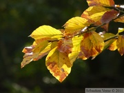 Feuilles de hêtre