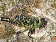Onychogomphus forcipatus, Onychogomphe à pinces, mâle