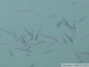 Perca fluviatilis, Perche européenne, European perch
