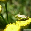 Adelphocoris lineolatus (Miridae)