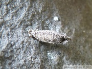 Psychidae