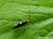 Incurvaria masculella