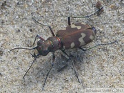 Cicindela hybrida, Cicindèle hybride