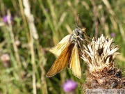 Thymelicus sylvestris, Hespérie de la Houque