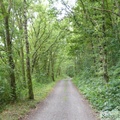 Forêt, environs de Lierneux