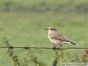 Oenanthe oenanthe, Northern Wheatear, Traquet motteux
