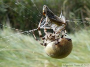 Araneus quadratus, Epeire carrée