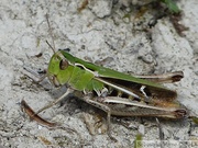 Stenobothrus lineatus, le Sténobothre ligné