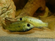Sarotherodon knauerae, mâles subadultes