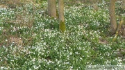 Perce-neige, Galanthus nivalis