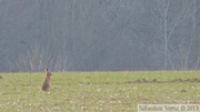 Lepus europaeus, Lièvre d'Europe, European hare