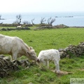 Vache et veau, sentier du littoral (GR 223)