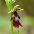 Ophrys insectifera, Oprhys mouche