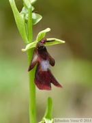 Ophrys insectifera, Oprhys mouche