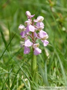 Orchis bouffon, Anacamptis morio