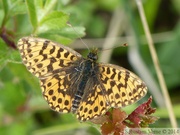 Boloria dia, Petite Violette