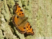 Nymphalis polychloros, Grande Tortue