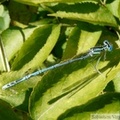 Platycnemis pennipes, mâle