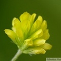 Trifolium dubium, Petit trèfle jaune
