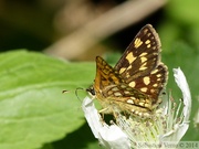 Carterocephalus palaemon, l'Echiquier