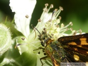 Carterocephalus palaemon, l'Echiquier