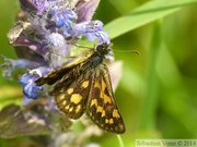 Carterocephalus palaemon, l'Echiquier