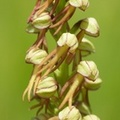 Orchis (=Aceras) anthropophora