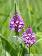 Orchis pyramide, Siona lineata et une tique !