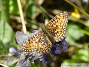 Boloria selene, le Petit Collier argenté 