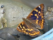 Apatura ilia, Petit Mars changeant