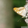 Petit mars changeant, Apaturia ilia, forme clytie, mâle