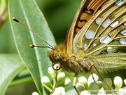 Argynnis aglaja, Grand Nacré