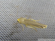 Eilemma complana