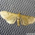 Eupithecia absinthiata 2.jpg