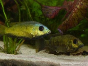 Sarotherodon knauerae, mâle et femelle