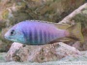 Placidochromis sp. "Jalo"
