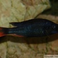 Haplochromis piceatus, mâle