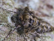 Phigaliohybernia aurantiaria, femelle