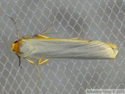 Eilema complana