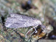 Hypenodinae
