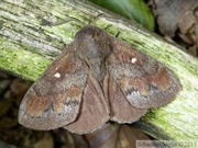 Dendrolimus pini, Bombyx du pin