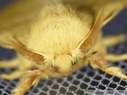 Malacosoma neustria, le Bombyx à livrée, mâle