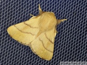 Malacosoma neustria, le Bombyx à livrée, mâle