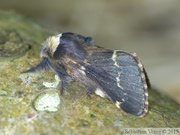Poecilocampa populi, le Bombyx du peuplier, mâle
