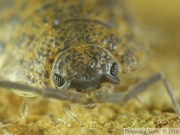 Trachelipus rathkii, femelle gravide