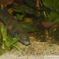Benitochromis nigrodorsalis "Moliwe", mâle avec alevins