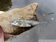 Un épinoche mort, Gasterosteus aculeatus. Il y en avait pleins (des vivants) au bord du lac.