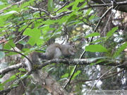 Sciurus carolinensis, Ecureuil gris de l'est, Eastern Grey Squirrel 